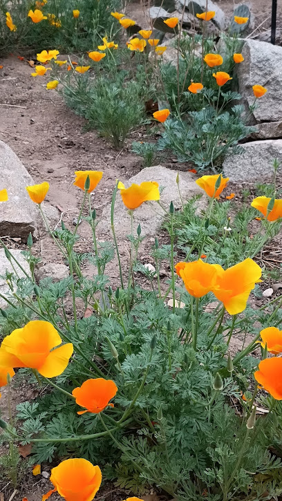 Centennial Museum and Chihuahuan Desert Gardens